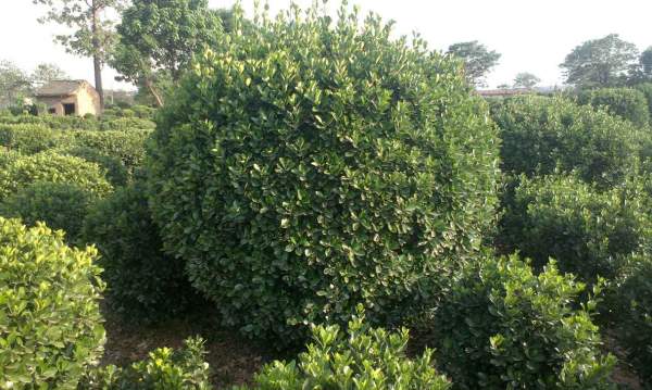 大葉黃楊行情 大葉黃楊行情