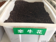 牽?；ǚN子