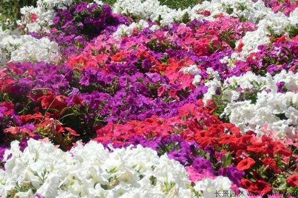 牽?；ǚN子發(fā)芽出苗開花圖片