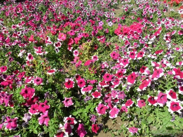 牽?；ǚN子發(fā)芽出苗開花圖片
