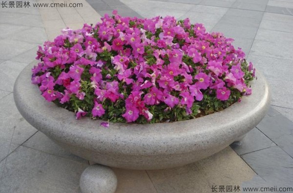 牽?；ǚN子發(fā)芽出苗開花圖片