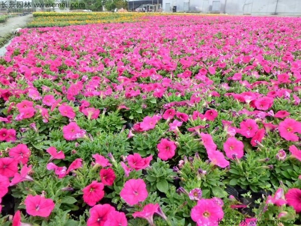 牽?；ǚN子發(fā)芽出苗開花圖片